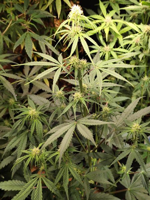 Blueberry Challenge Zammi / Sensi Seeds. Week 6