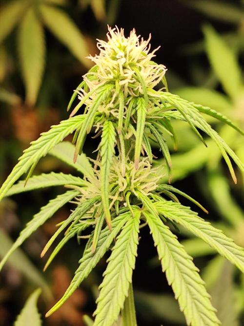 Blueberry Challenge Zammi / Sensi Seeds. Week 6