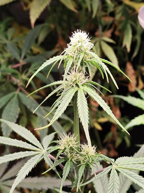 Blueberry Challenge Zammi / Sensi Seeds. Week 6