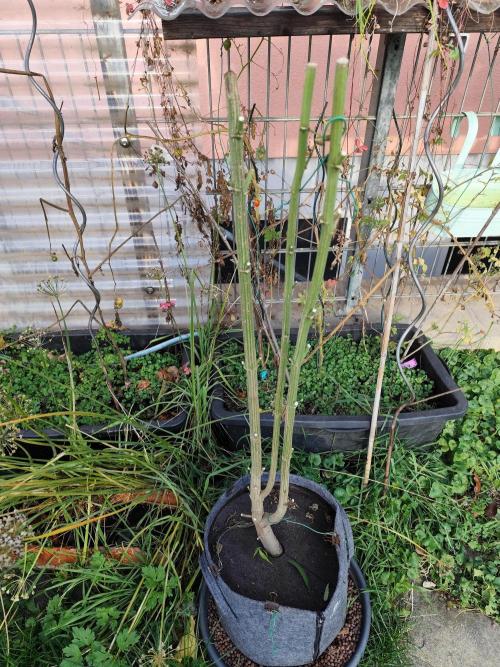 ROOTIES outdoor summer grow 2025. Week 36 - Tag 249 Power Flower fem.