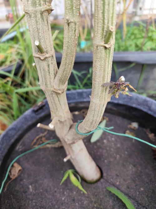 ROOTIES outdoor summer grow 2025. Week 36