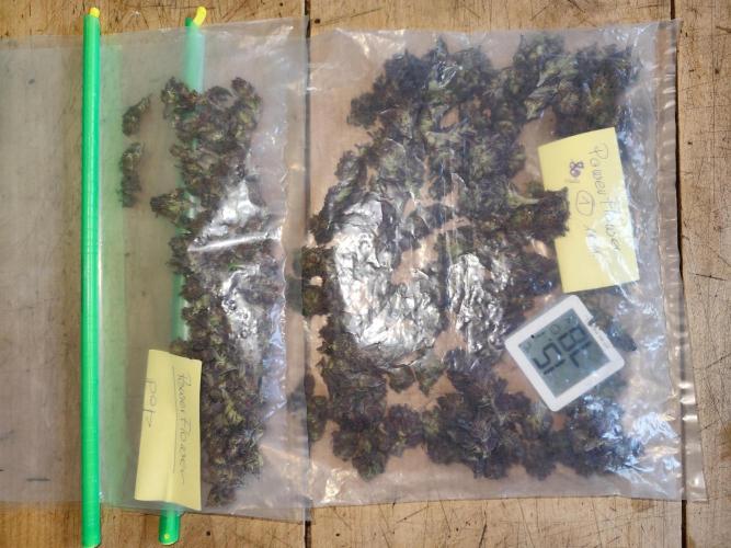 ROOTIES outdoor summer grow 2025. Week 36 - DryFerm Bags