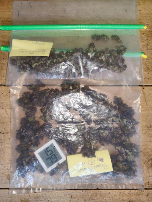 ROOTIES outdoor summer grow 2025. Week 36