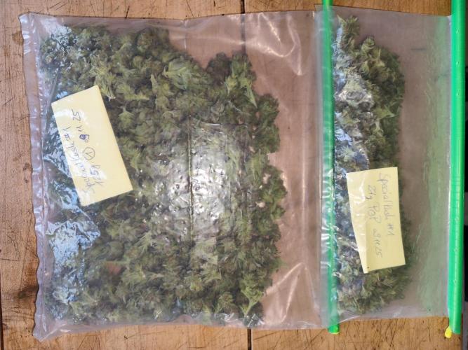 ROOTIES outdoor summer grow 2025. Week 36