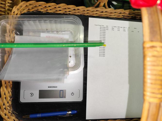 ROOTIES outdoor summer grow 2025. Week 36 - Tüte und Clip tarieren