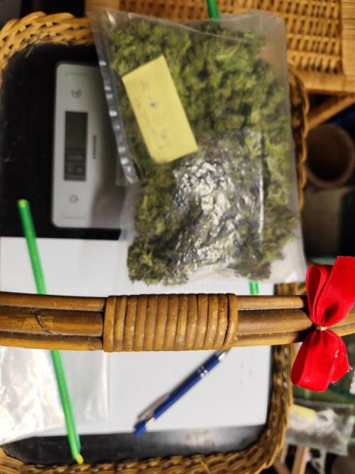 ROOTIES outdoor summer grow 2025. Week 36 - Tägliche Kontrolle