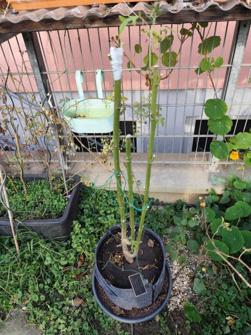 ROOTIES outdoor summer grow 2025. Week 36 - Tag 249