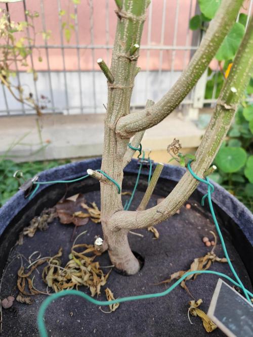 ROOTIES outdoor summer grow 2025. Week 36