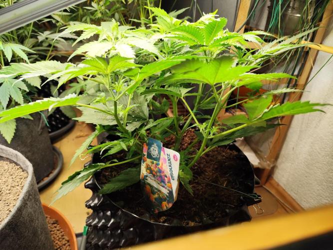 Tangerine Dream Automatic von Zamnesia. Week 6 - Tag 46