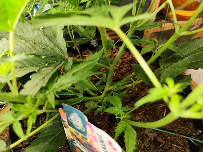 Tangerine Dream Automatic von Zamnesia. Week 6