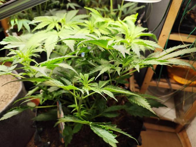 Tangerine Dream Automatic von Zamnesia. Week 6