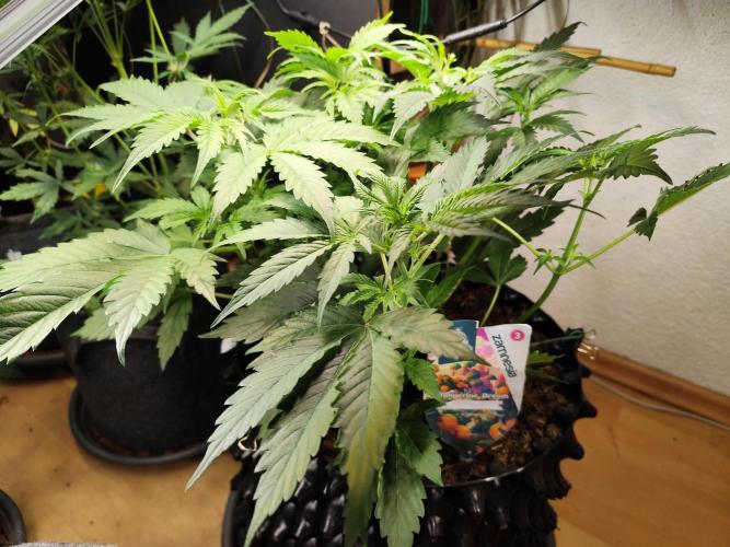 Tangerine Dream Automatic von Zamnesia. Week 6