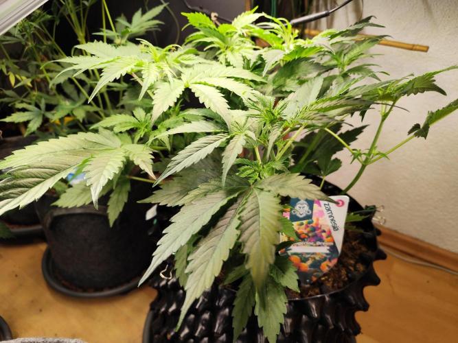 Tangerine Dream Automatic von Zamnesia. Week 6