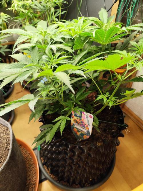 Tangerine Dream Automatic von Zamnesia. Week 6 - Tag 47