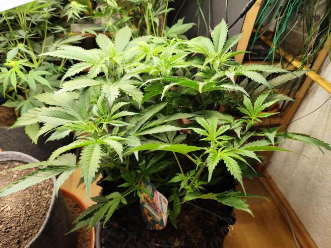 Tangerine Dream Automatic von Zamnesia. Week 6