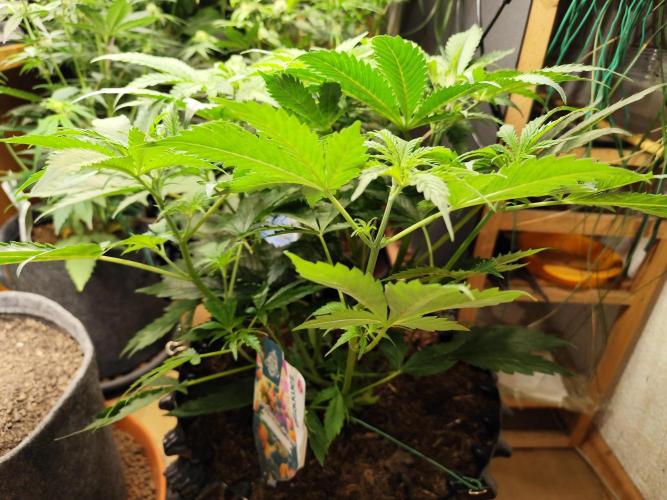 Tangerine Dream Automatic von Zamnesia. Week 6