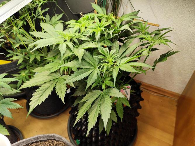 Tangerine Dream Automatic von Zamnesia. Week 6