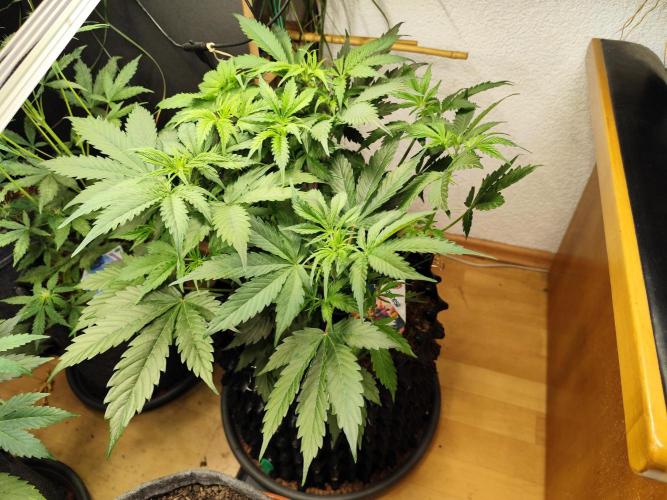 Tangerine Dream Automatic von Zamnesia. Week 6