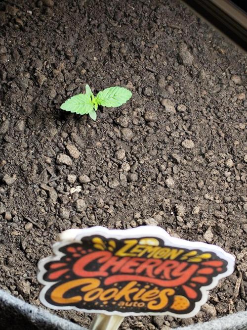 Lemon Cherry Cookies Auto von FastBuds. Week 2 - Tag 14