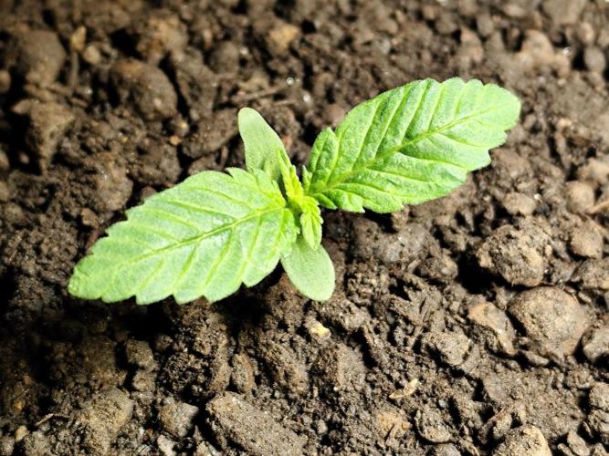 Lemon Cherry Cookies Auto von FastBuds. Week 2