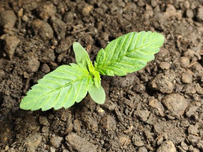 Lemon Cherry Cookies Auto von FastBuds. Week 2