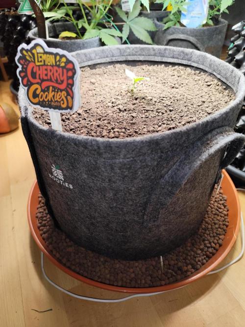 Lemon Cherry Cookies Auto von FastBuds. Week 2 - Tag 16