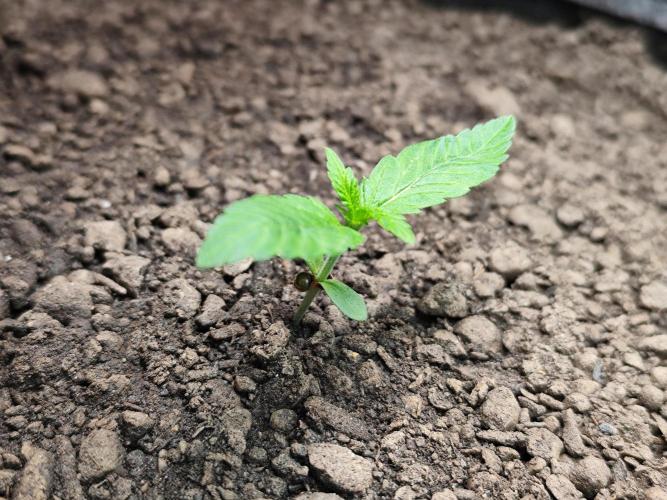 Lemon Cherry Cookies Auto von FastBuds. Week 2