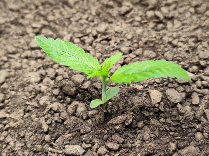 Lemon Cherry Cookies Auto von FastBuds. Week 2