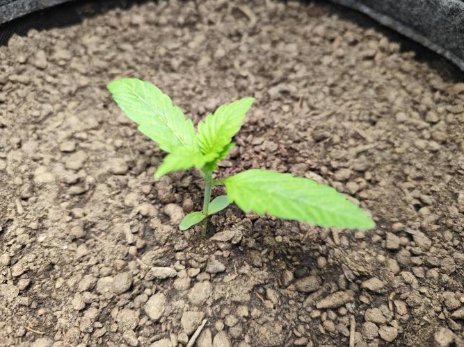 Lemon Cherry Cookies Auto von FastBuds. Week 2 - Tag 19