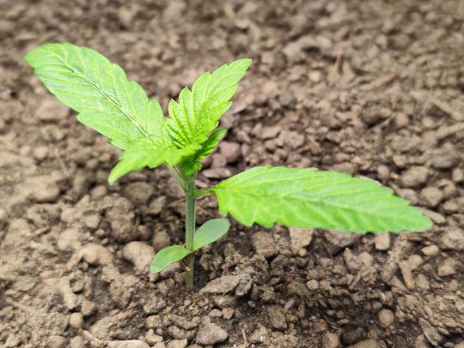 Lemon Cherry Cookies Auto von FastBuds. Week 2