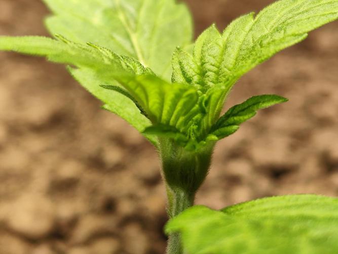 Lemon Cherry Cookies Auto von FastBuds. Week 2