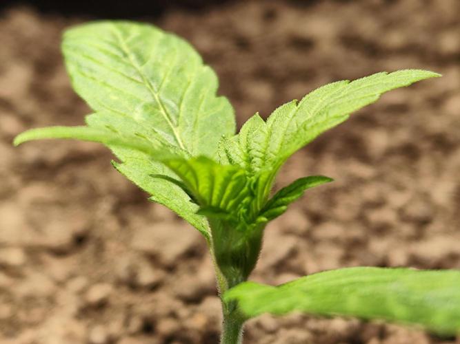 Lemon Cherry Cookies Auto von FastBuds. Week 2