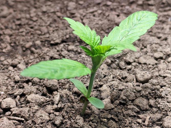 Lemon Cherry Cookies Auto von FastBuds. Week 2