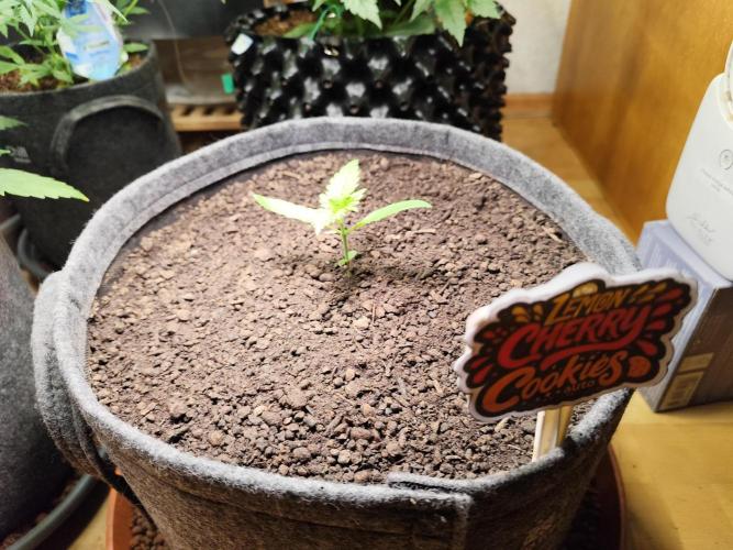 Lemon Cherry Cookies Auto von FastBuds. Week 2 - Tag 20