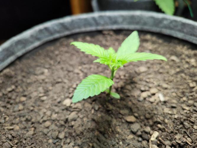 Lemon Cherry Cookies Auto von FastBuds. Week 2