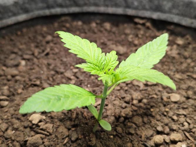 Lemon Cherry Cookies Auto von FastBuds. Week 2