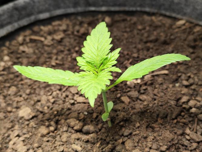 Lemon Cherry Cookies Auto von FastBuds. Week 2