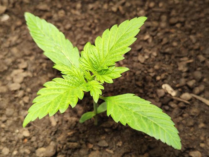 Lemon Cherry Cookies Auto von FastBuds. Week 2