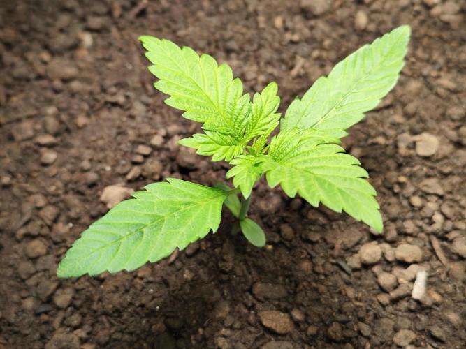 Lemon Cherry Cookies Auto von FastBuds. Week 2