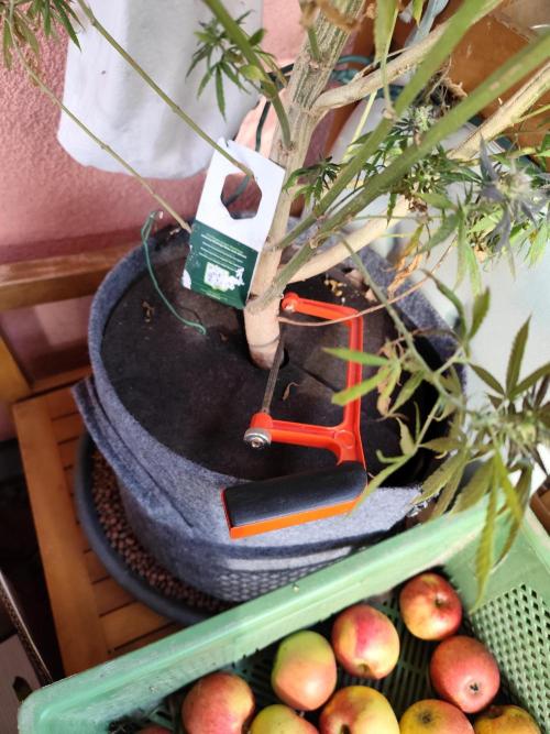 ROOTIES outdoor summer grow 2025. Week 36 - Tag 249