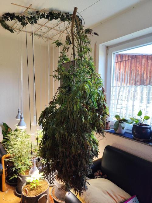 ROOTIES outdoor summer grow 2025. Week 36