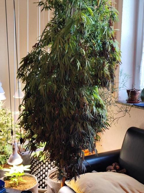 ROOTIES outdoor summer grow 2025. Week 36