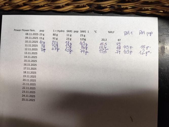 ROOTIES outdoor summer grow 2025. Week 36 - Trocknungsplan