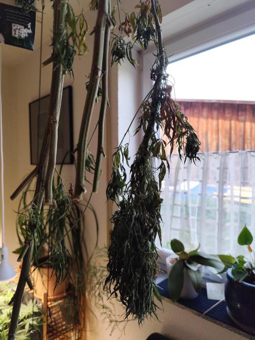 ROOTIES outdoor summer grow 2025. Week 36 - Der seltsame Ast