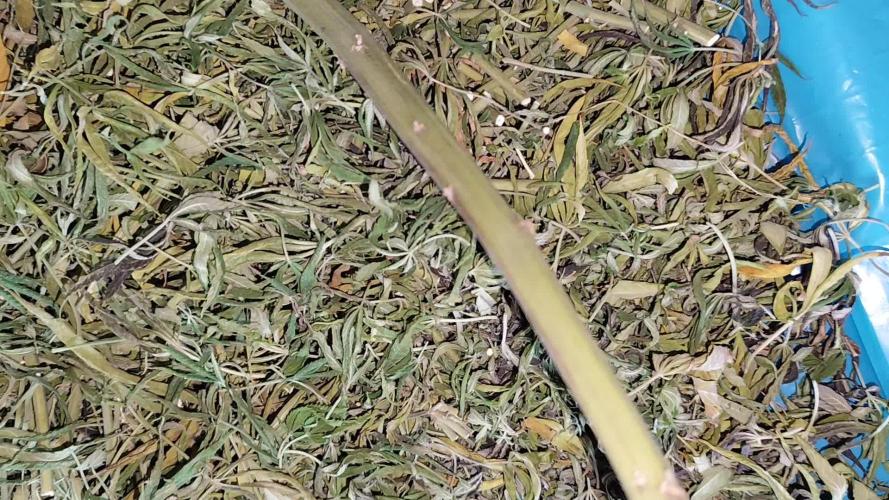 ROOTIES outdoor summer grow 2025