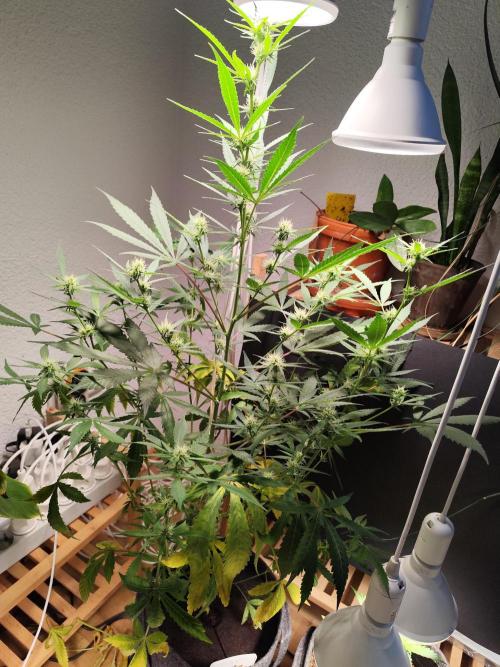 Rainbow Sherbet Automatic von Zamnesia. Week 7 - Tag 50