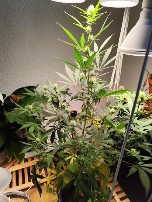 Rainbow Sherbet Automatic von Zamnesia. Week 7