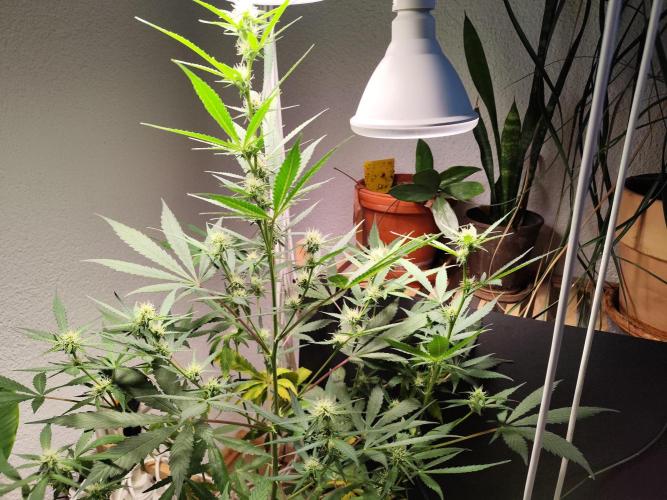 Rainbow Sherbet Automatic von Zamnesia. Week 7