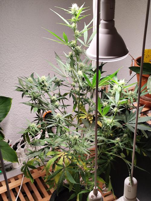 Rainbow Sherbet Automatic von Zamnesia. Week 7 - Tag 52