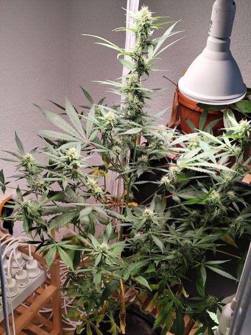 Rainbow Sherbet Automatic von Zamnesia. Week 7